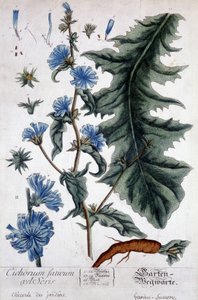 Botanische Tafel: Cichorium factivum velseris (Gartenzichorie). von Unknown artist