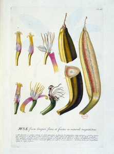 Botanische Tafel: Blumen und Bananenschnitt. n.d. 19. Jahrhundert von Unknown artist