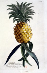 Botanische Tafel: Ananas. n.d. 19. Jahrhundert