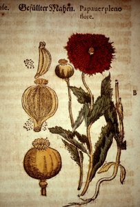 Botanische Tafel: Mohn. Nach „Kreutterbuch dess hocgeleherten und wettberühmten herrn (...)“ von Pietro Andrea Mattioli (Matthiole) (1500-1577). Frankfurt von Unknown artist