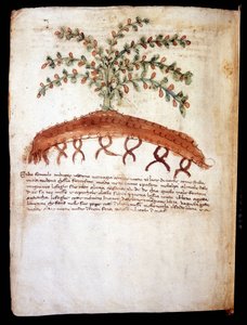 Botanische Tafel darstellend das Gras „feniculo maggiore“. Biblioteca comunale di Rimini. von Unknown artist