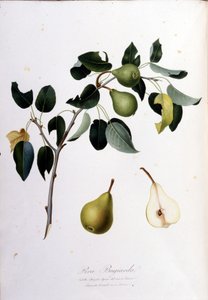 Botanische Tafel, die die Pera Campana darstellt. 1820 - 1822 von Unknown artist