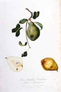 Botanische Tafel, die die Pera Spadona darstellt. 1820 - 1822 von Unknown artist