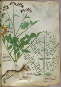 Botanische Illustration einer Pflanze und eines Wolfes