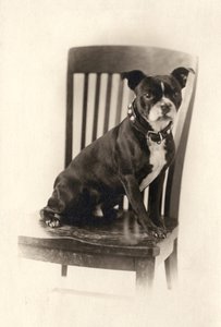 Boxer sitzt auf einem Stuhl, ca. 1890 von Unknown artist