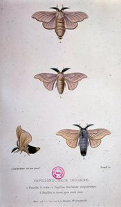 Schmetterlinge: Seidenraupenkrankheit - Studie von Pasteur