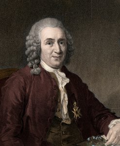 Carl von Linné - Stich - 19. Jahrhundert