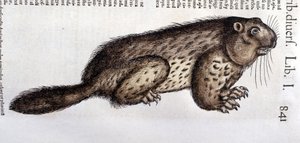 Biber - in „Historia Animalium“ von Conrad Gesner (1516 - 1565), Tiguri von Unknown artist