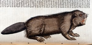 Castor - in „Historia Animalium“ von Conrad Gesner, Tiguri