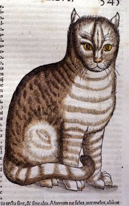 Katze nach der Historia Animalium von Conrad Gesner, Tiguri 1560. Biblioteca nazionale Braidense, Mailand von Unknown artist