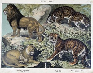Katzen: Löwe, Löwin, Tiger - in „Naturgeschichten der Säugetiere“, ed. Schreiber