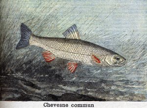 Chevense commun Gravur von 1898 von Unknown artist
