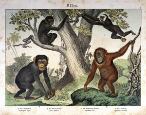 Schimpansen, Orang-Utan... - in „Naturgeschichte der Säugetiere“, ed. Schreiber, München