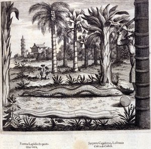 Kobra und Giftschlange aus Indien. „De China Monumenta“ von Athanasius Kircher (1601 - 1680), Jesuit, Orientalist und deutscher Gelehrter, Amsterdam 1667. von Unknown artist