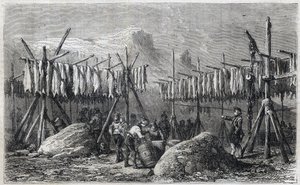 Dorsch-Trocknung in Fiskerness in Grönland - Gravur aus 