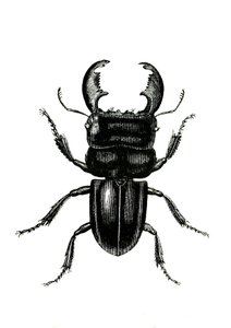 Coleoptera: Odontolarius giganteus