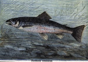 Gemeiner Lachs. Gravur von 1897 von Unknown artist