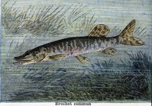 Gemeiner Hecht. Gravur von 1897 von Unknown artist