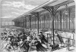 Concours des oxeufs gras auf dem Markt von La Villette in Paris. Gravur in „The Illustrious Universe“