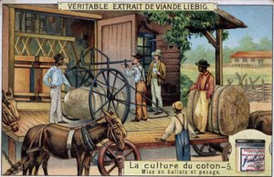 Baumwollanbau: Ballen und Wiegen (USA) Liebig-Chromolithographie des 19. Jahrhunderts von Unknown artist