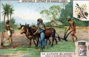 Baumwollanbau: Pflügen und Säen in Indien. Chromolithographie, Liebig-Bild