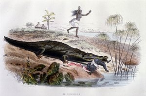 Krokodil verschlingt ein kleines Kind - in „Histoire Naturelle“ von Lacépède, ed. Furne, Paris von Unknown artist