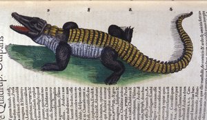 Krokodil. In Historia Animalium von Conrad Gesner (1516 - 1565), Tiguri von Unknown artist