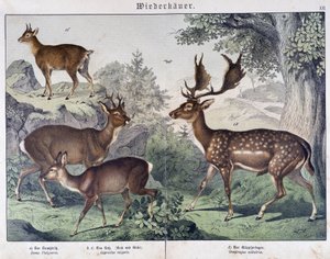 Diche, Reh - in „Natural histories of mammals“, ed. Schreiber von Unknown artist