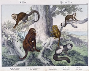 Verschiedene Affenarten - in „Natural histories of mammals“, ed. Schreiber von Unknown artist