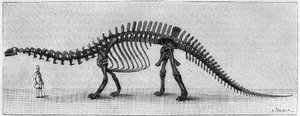 Dinosaurierskelett: „Brontosaurus excelsus“, März. Oberer Jura der Rocky Mountains. Reproduktion der Zeichnung, die von Herrn March an Albert Gaudry vom Institut übermittelt wurde. Gravur in „La Nature: revue des sciences et de leurs applications aux von Unknown artist