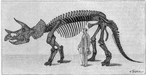 Dinosaurierskelett: „Triceratops prorsus“, März. Oberkreide der Rocky Mountains. Reproduktion der Zeichnung, die von Herrn March an Albert Gaudry vom Institut übermittelt wurde. Gravur in „La Nature: revue des sciences et de leurs applications aux arts et 