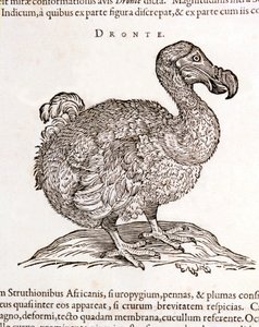 Dodo oder Dronte. Ausgestorbener Vogel - in „De Indiae utriusque re naturali et medica“ von Gulielmi Pisonis, Amsterdam von Unknown artist