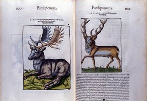 Doppelseite des Hirsches in Historia Animalium von Conrad Gesner (1516-1565)