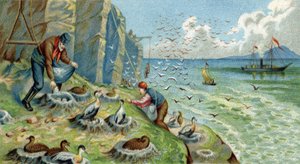 Daunenproduktion in Neu-Semlja, Russland: Männer, die mit dem Sammeln von Eiern und Federn beauftragt sind, müssen die Felsen erklimmen, um die Nester zu erreichen. Chromolithographie aus dem 19. Jahrhundert