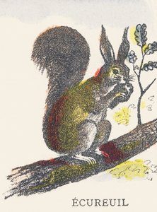 E: Eichhörnchen von Unknown artist