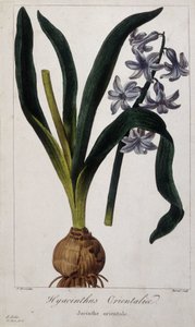 Orientalische Hyazinthe (Hyacinthus Orientalis) Botanische Tafel asiatischer Pflanzen des 19. Jahrhunderts. von Unknown artist