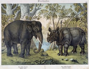 Elefant und Nashorn - in „Natural histories of mammals“, ed. Schreiber, München von Unknown artist