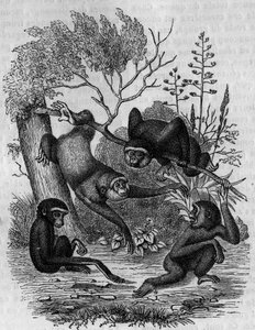 Gravur, die die Gibbons Hoolock von Indien darstellt. von Unknown artist