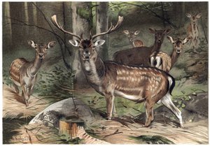 Europäisches Damwild (Dama dama) - Gravur aus „Brehms Tierleben“ von Alfred Edmund Brehm (1829-1884) von Unknown artist