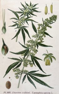 Weibliche Cannabispflanze. Gravur des 19. Jahrhunderts von Unknown artist