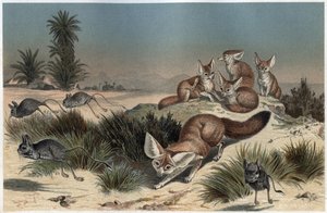 Fennek oder Wüstenfuchs des Sahara - Wüstenfuchs (Vulpes zerda) - Gravur aus „Brehms Tierleben“ von Alfred Edmund Brehm (1829-1884)