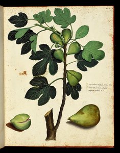 Feige und Feigenzweig, botanische Tafel aus einem Werk der Naturgeschichte über Früchte und Gemüse. Ulisse Aldrovandi Fonds, Universitätsbibliothek, ed. 1603.