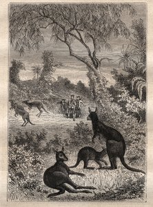 Erste Reise (1768-1771) von Kapitän James Cook (1728-1779): die Matrosen entdecken die Kängurus (Australien) - Illustration aus „Die großen Seefahrer des 18. Jahrhunderts“ von Unknown artist