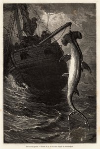 Fischen eines Hammerhais, 7 Meter lang, in den Gewässern nahe der Insel Anastasia. Gravur zur Illustration der Geschichte vier Monate in Florida, von Achille Pousselgue, 1851-1852, veröffentlicht in „Le tour du monde“ 1870-1871, herausgegeben von Edouard C von Unknown artist