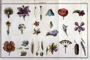 Blumen: in „Flora Françoise, oder eine kurze Beschreibung aller Pflanzen, die natürlich in Frankreich wachsen, geordnet nach einer neuen Analysemethode, an die wir die Angabe ihrer am wenigsten zweideutigen Tugenden in der Medizin und ihrer Nützlichkeit an