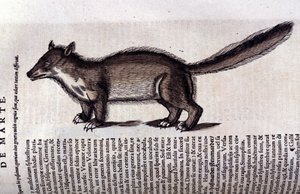 Pelztier - in Historia Animalium von Conrad Gesner (1516 - 1565), Tiguri