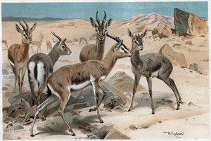 Gazelle - Gravur aus „Brehms Tierleben“ von Alfred Edmund Brehm (1829-1884) von Unknown artist