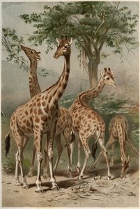 Giraffe - Die Giraffe (Giraffa camelopardalis) - Gravur aus „Brehms Tierleben“ von Alfred Edmund Brehm (1829-1884)