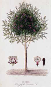 Gewürznelke (Caryophyllus aromaticus)