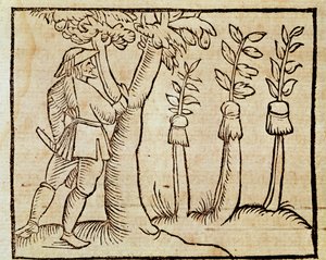 Bäume veredeln, Illustration aus De Agricoltura Vulgare, von Pier Crescenzio, Ausgabe veröffentlicht in Venedig von Unknown artist